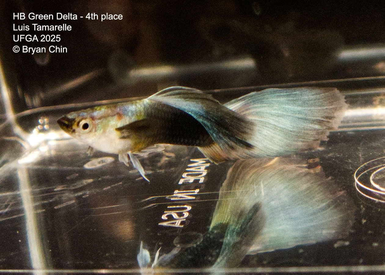 Guppy HB Green